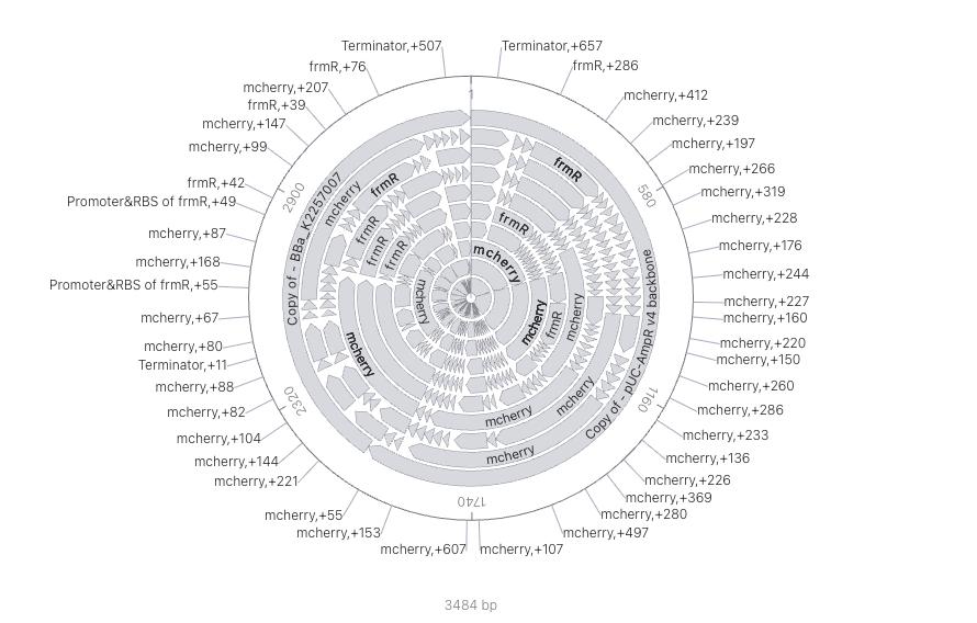 circular map of the construct