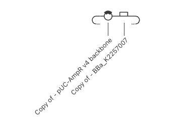linear/schematic map of the construct