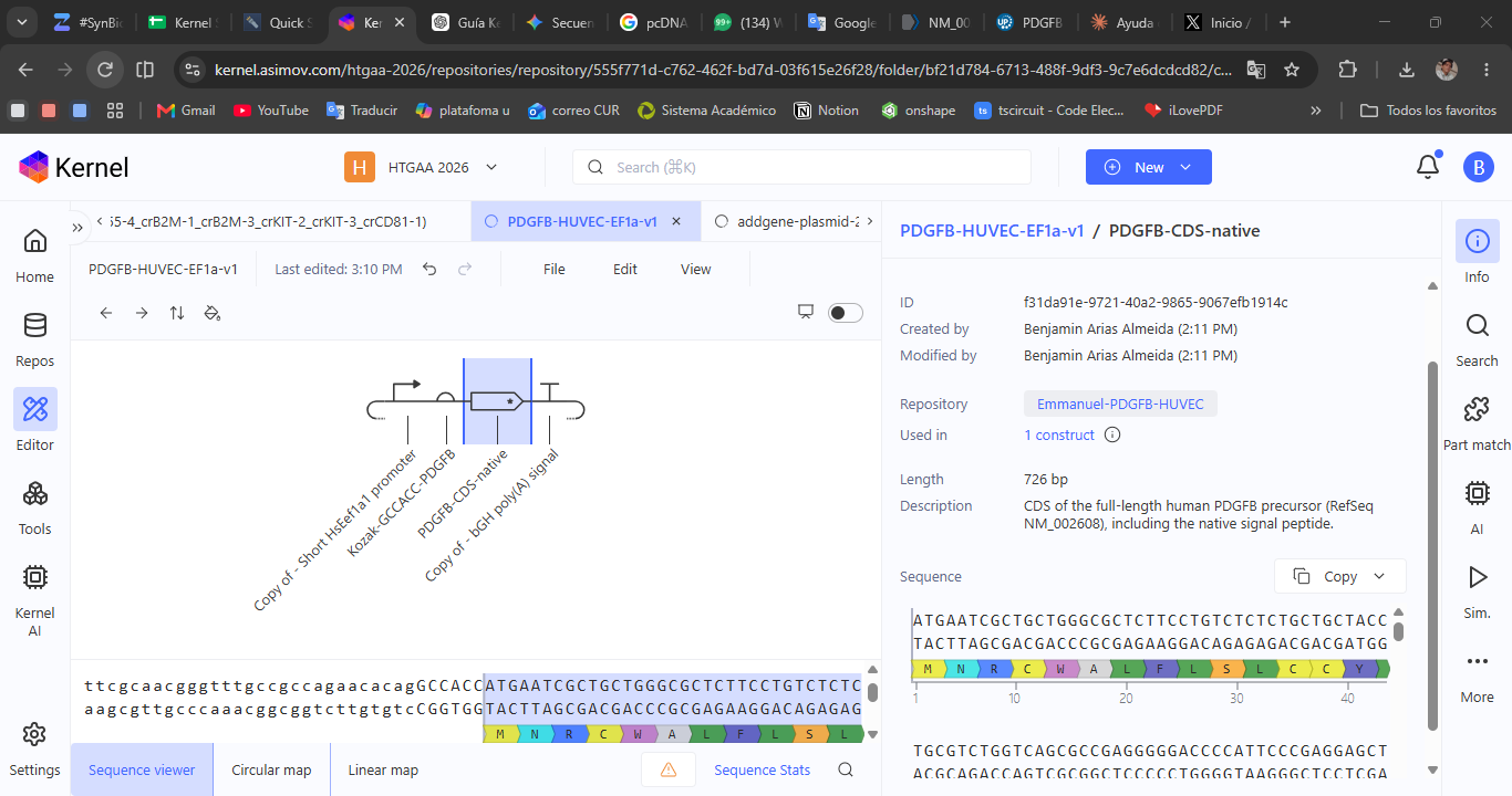 P4A-1 Native CDS before optimization, highlighted in the schematic with its translation