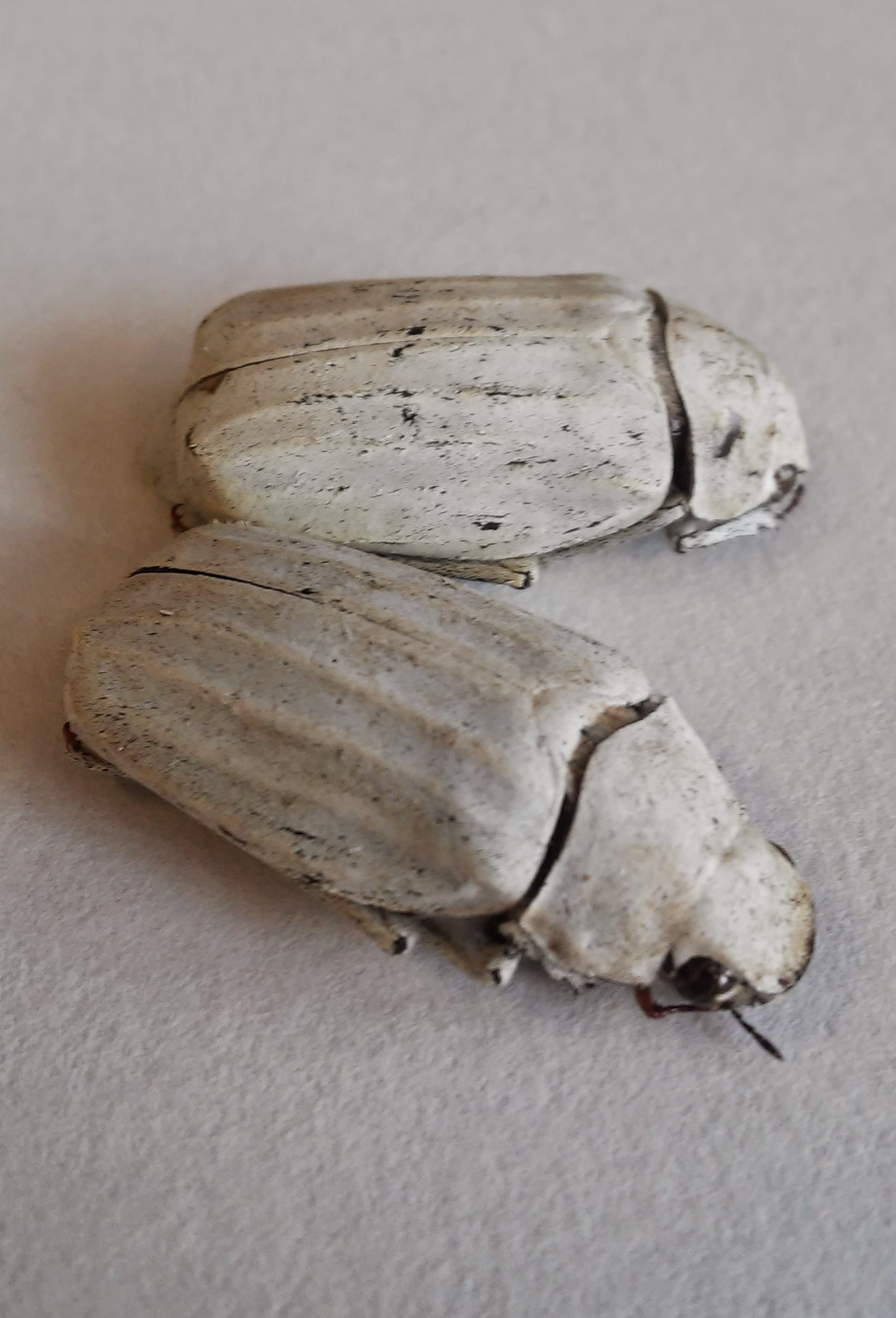 Cyphochilus beetle, the whitest beetle