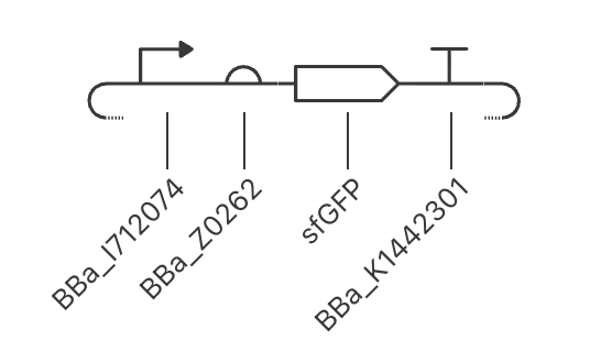 sfGFP image