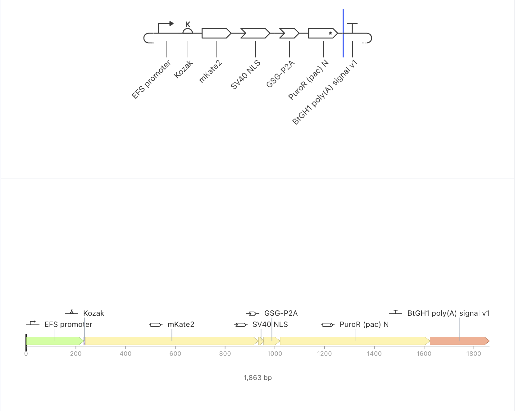 Linear map of the assembled construct, 1,863 bp