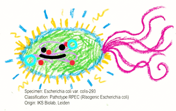 Here my e.coli pet should be displayed