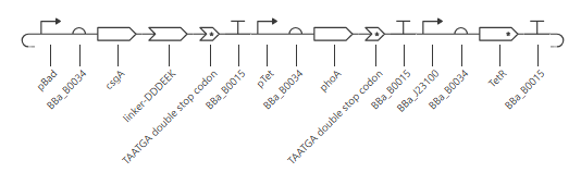 Circuit map, fixed (pTetR swapped for BBa_J23100)