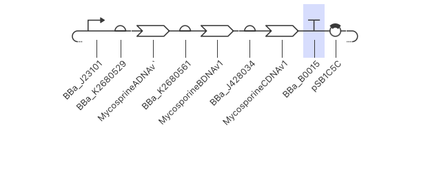 Mycosporine Construct