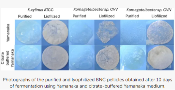 Bacterial cellulose membranes