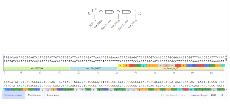 Assembly of the BcsA-BcsB expression construct in Kernel.