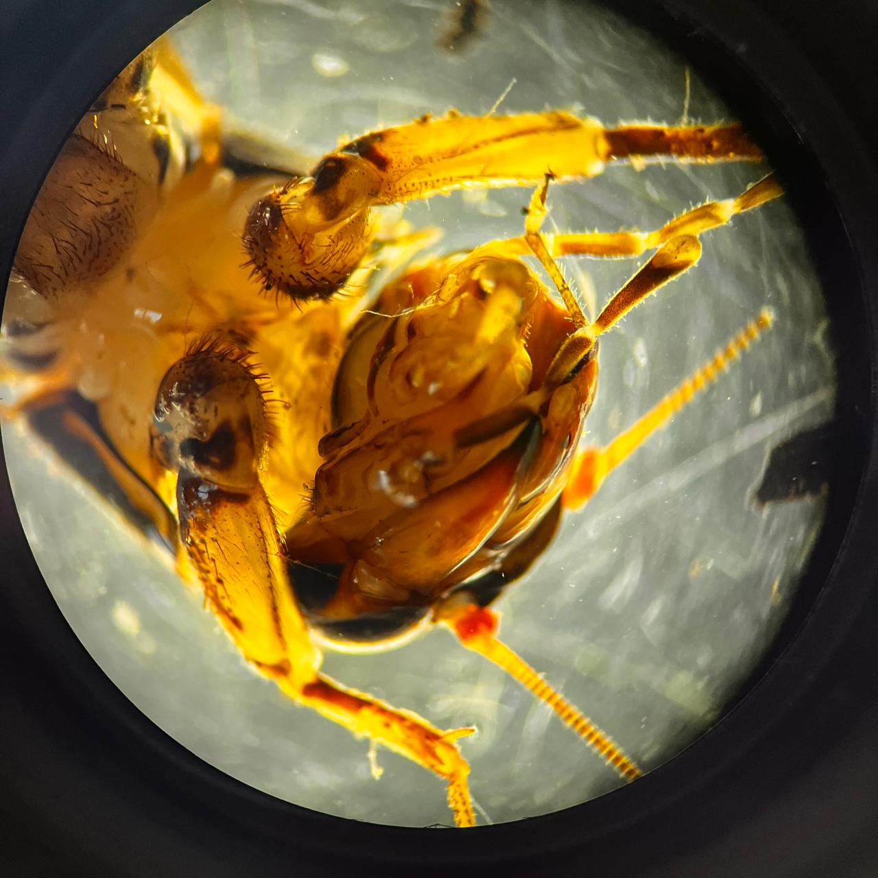 Cool Lab Picture