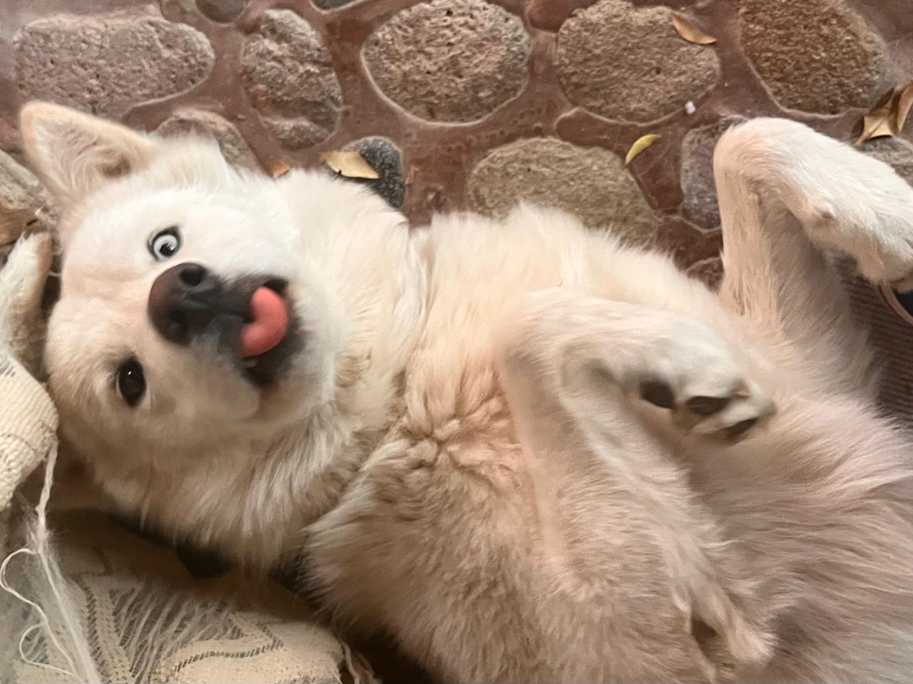 My Dog