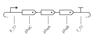 construct1
