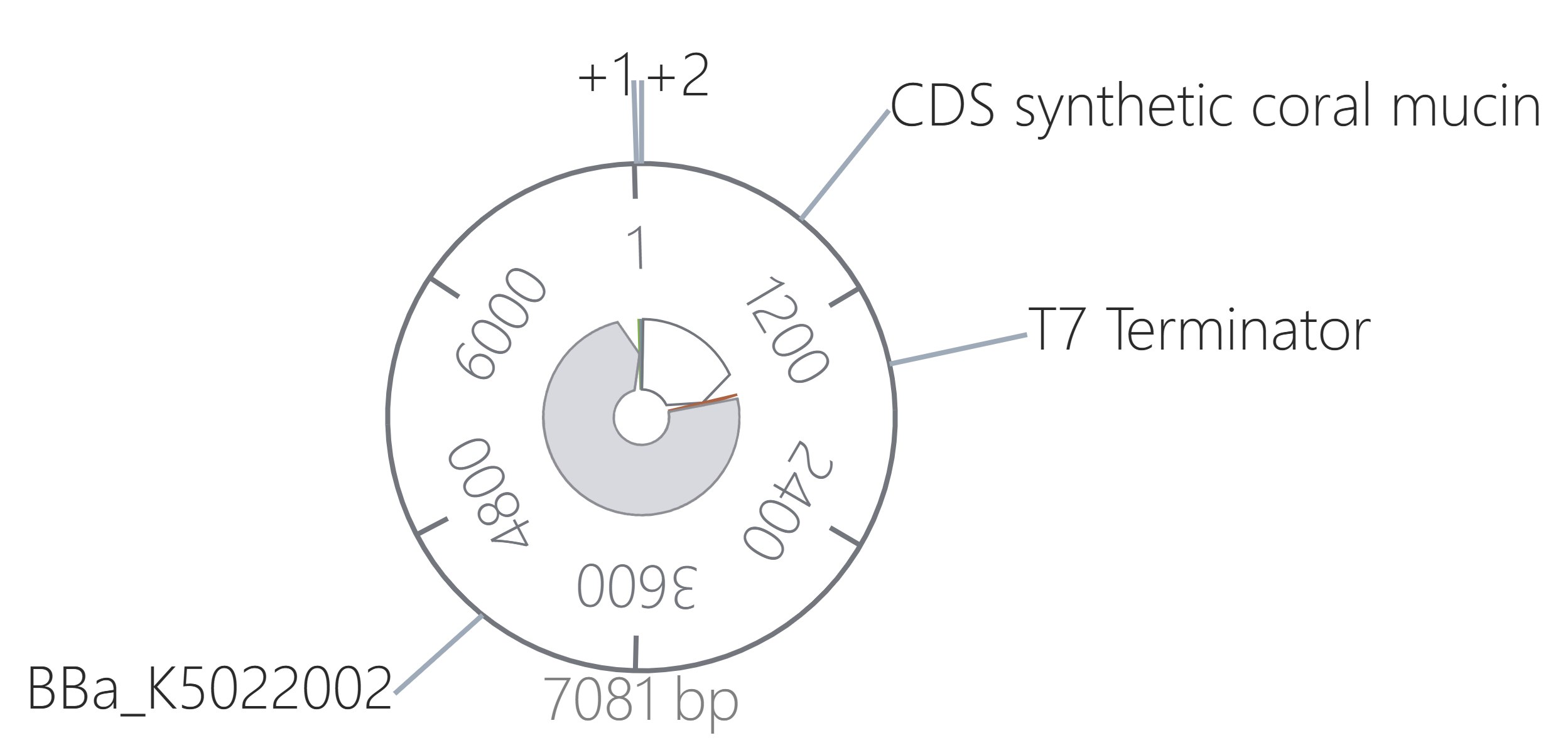 Assembled Plasmid Circular Map