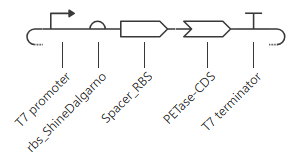 PETase Circuit