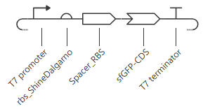 sfGFP Circuit