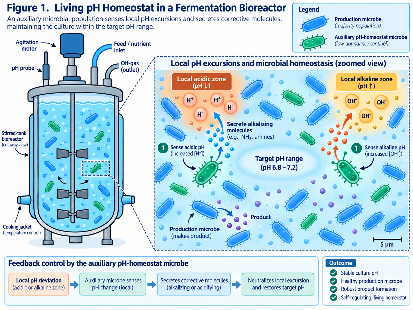 Figure 1 — a stirred-tank bioreactor cutaway. A low-abundance auxiliary microbe (green) is dispersed among the production microbes (blue); a zoomed view shows it sensing local acidic and alkaline zones and secreting corrective molecules to hold the culture in a target pH band.