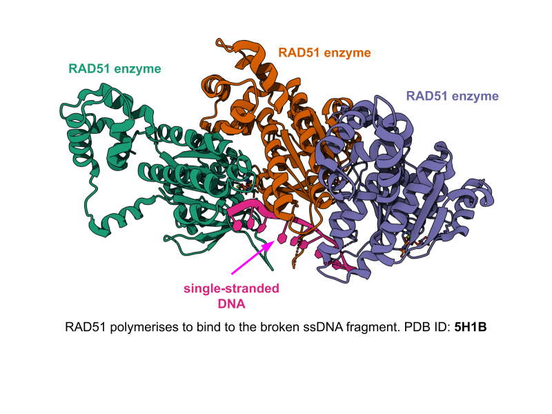 RAD51 trimer bound to single-stranded DNA, PDB 5H1B