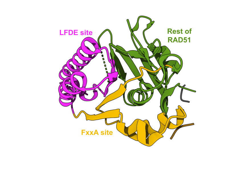 RAD51 structure highlighting the LFDE site and FxxA site pockets, with the rest of RAD51 shown in green