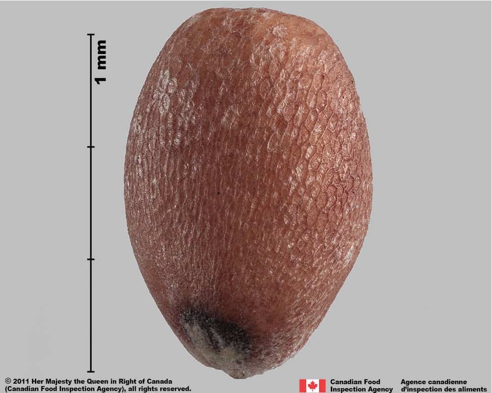 Seed of Raphanus sativus L.