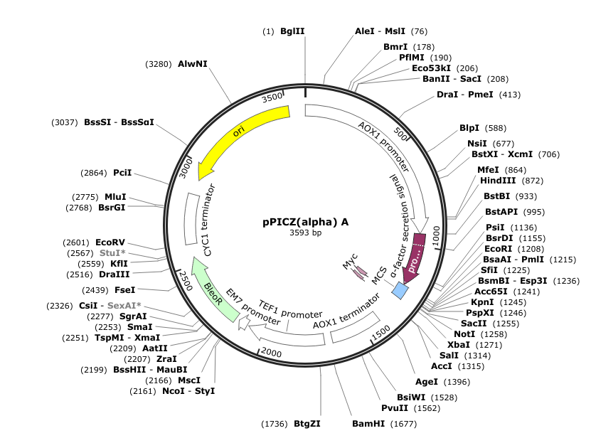 pPICZ(alpha)_A_reference_map