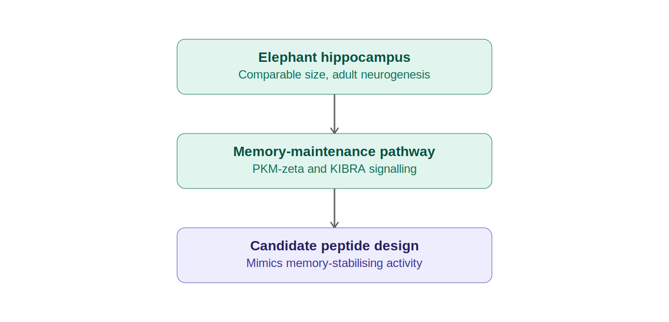 From elephant biology to a drug candidate: elephant hippocampus to memory-maintenance pathway (PKMζ/KIBRA) to candidate peptide design