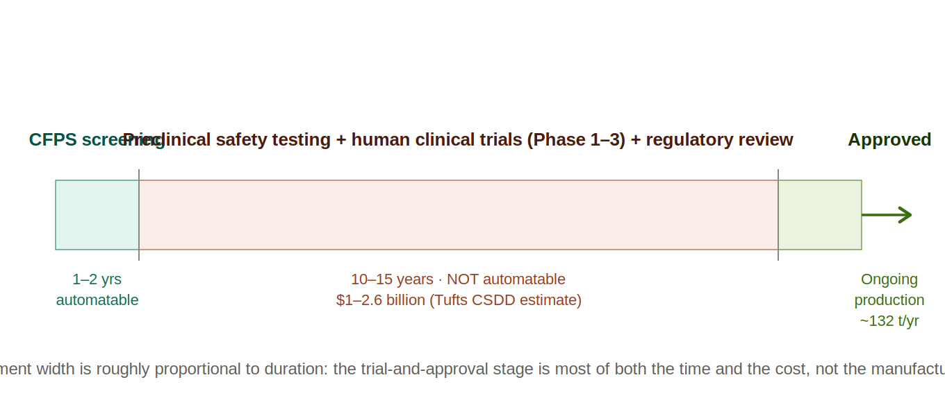 Three-segment development timeline comparing automatable CFPS screening against non-automatable clinical development and approved production