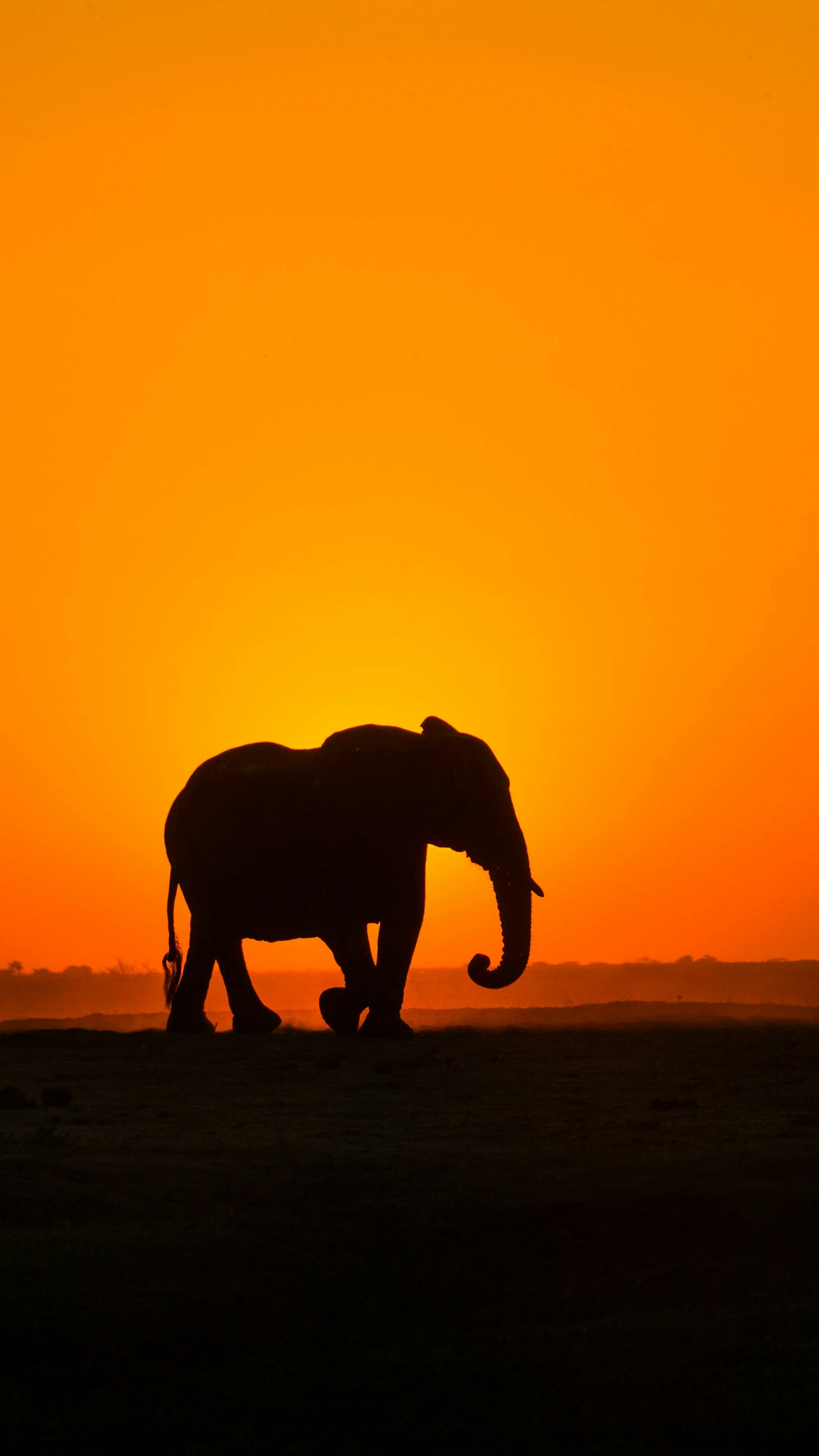 Elephant silhouetted against an orange sunset
