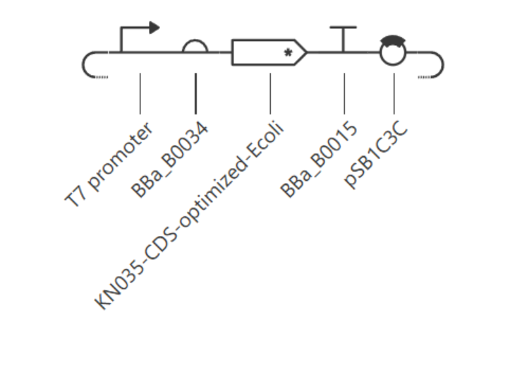Assembled construct map: backbone, T7 promoter, RBS, CDS, terminator