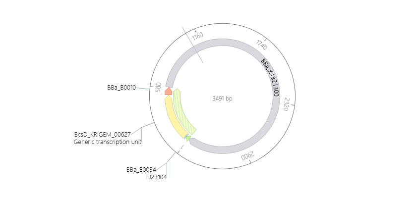 Circular map of the BcsD expression construct