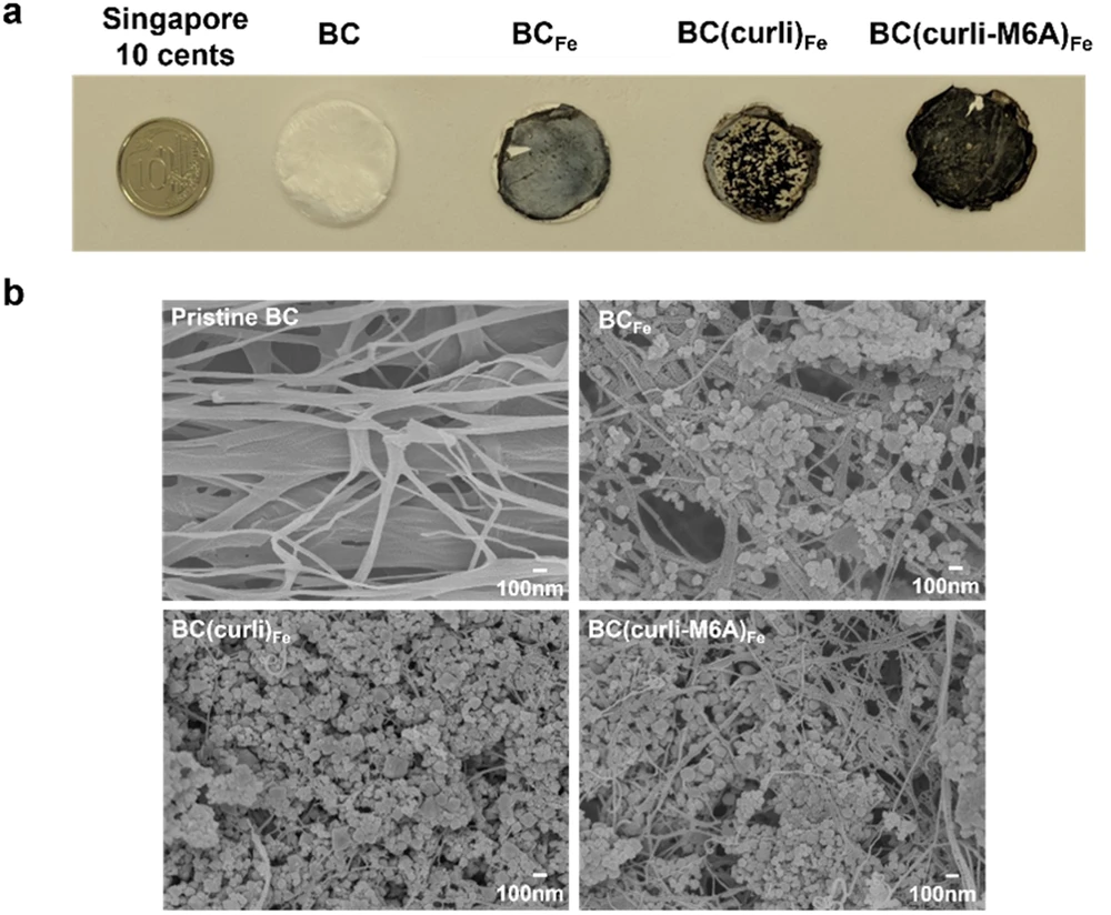 Magnetic bacterial cellulose films