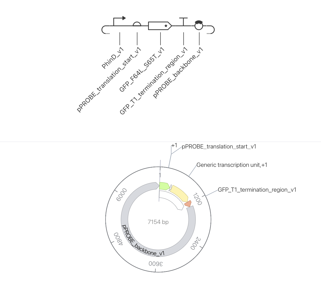 The assembled circular plasmid.