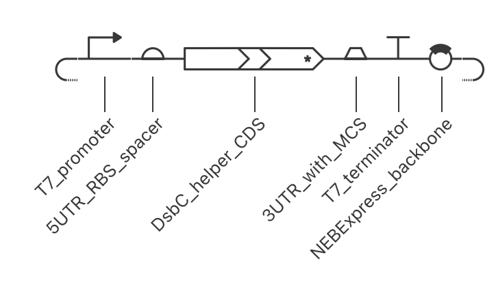 Asimov Kernel schematic of the proposed DsbC helper construct on the NEBExpress backbone.
