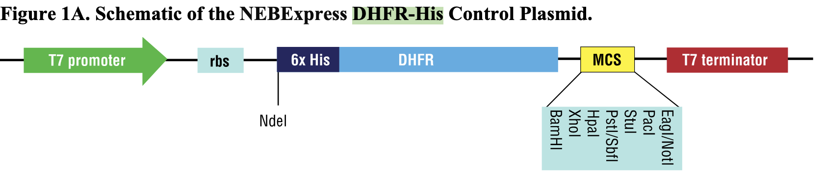 Schematic of the NEBExpress DHFR-His control plasmid showing the T7 promoter, RBS, His tag, DHFR coding region, MCS and T7 terminator.
