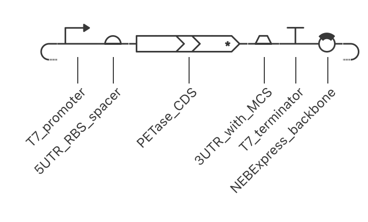 Asimov Kernel schematic of the PETase construct with the T7 promoter, RBS and spacer, PETase CDS, downstream region, T7 terminator and NEBExpress backbone.