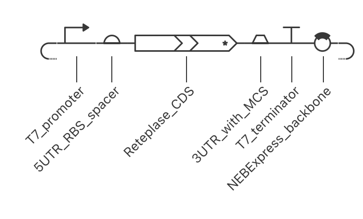 Asimov Kernel schematic of the Reteplase construct with the T7 promoter, RBS and spacer, Reteplase CDS, downstream region, T7 terminator and NEBExpress backbone.