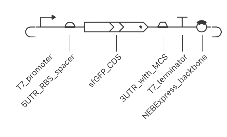 Asimov Kernel schematic of the sfGFP construct with the T7 promoter, RBS and spacer, sfGFP CDS, downstream region, T7 terminator and NEBExpress backbone.