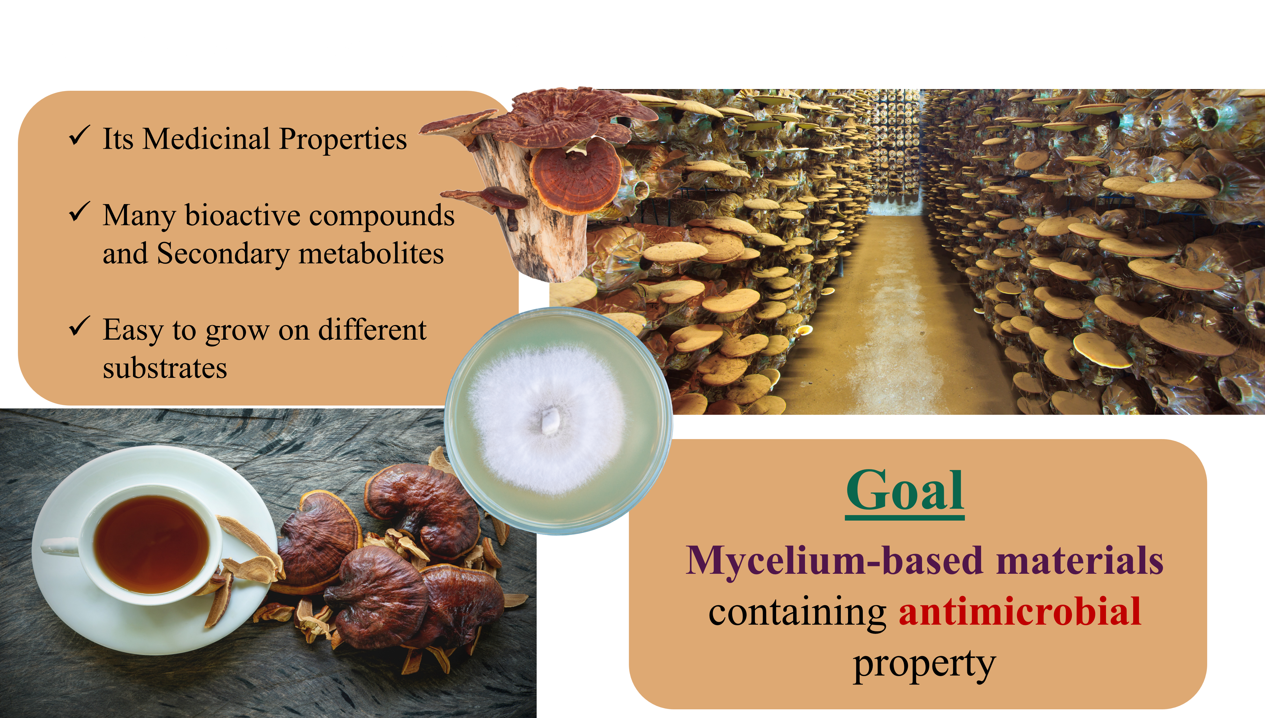 Why Ganoderma lucidum