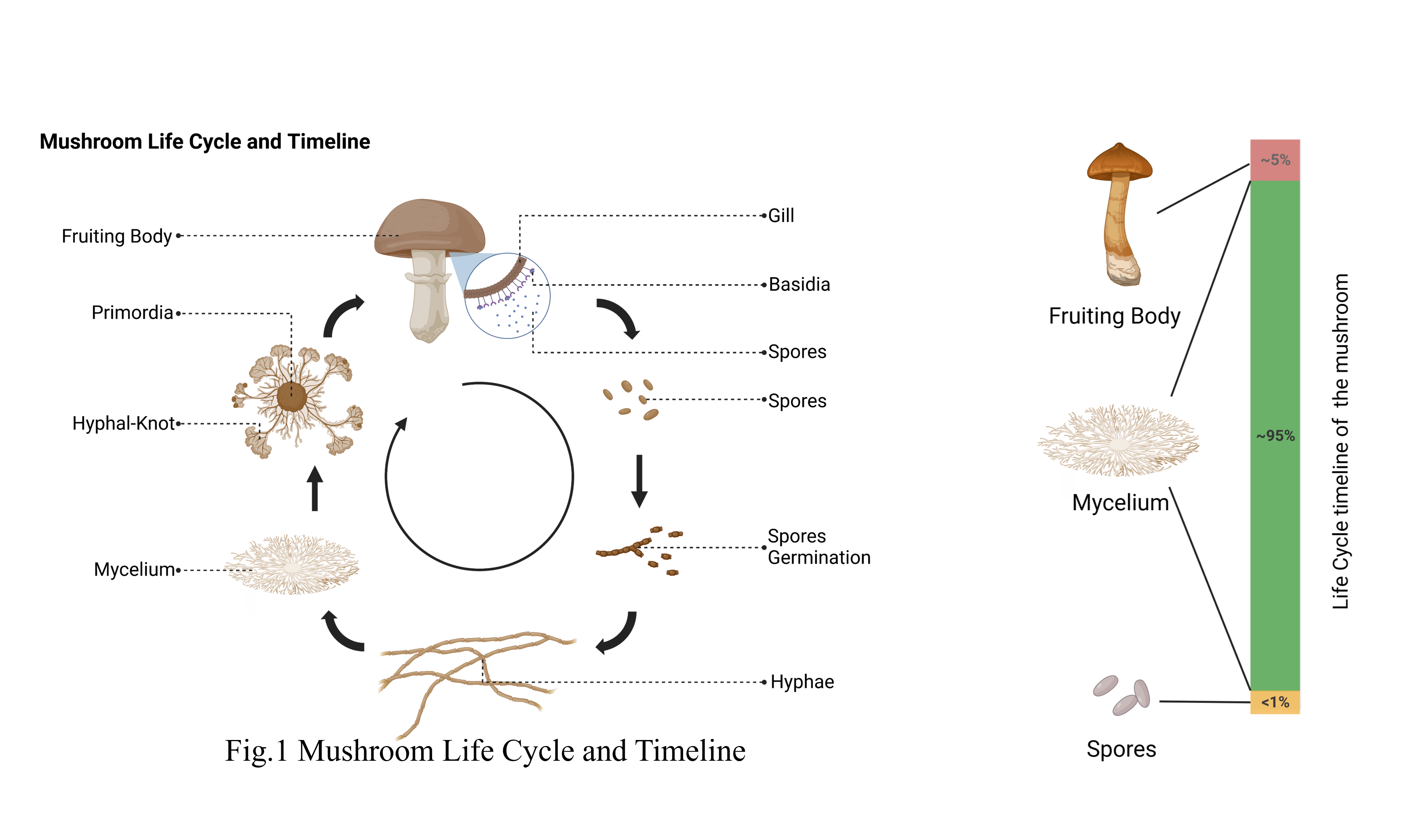 Ganoderma lucidum life cycle