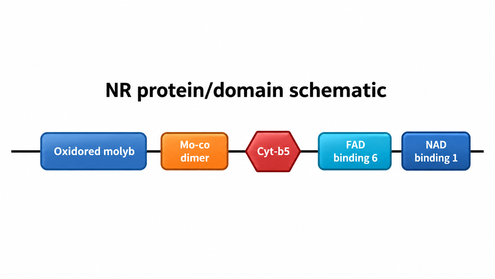 Ganoderma lucidum nitrate reductase domain schematic