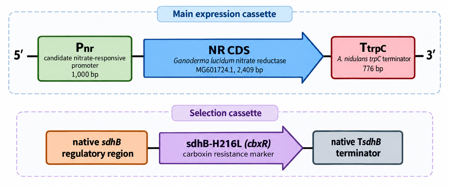 Genetic architecture of the proposed NR overexpression system